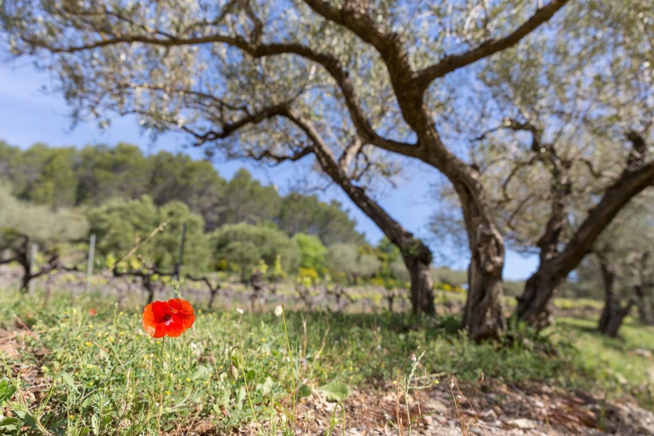 Domaine Du Clos D'Alari-Chambres D'Hotes Au Milieu Des Vignes Saint-Antonin-du-Var Esterno foto