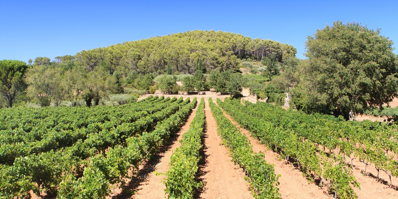Domaine Du Clos D'Alari-Chambres D'Hotes Au Milieu Des Vignes Saint-Antonin-du-Var Esterno foto